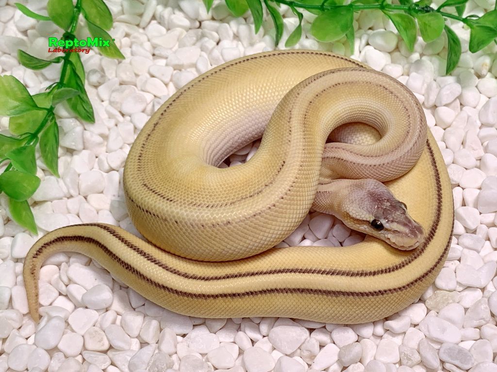 Королевский питон Python regius Super Pastel, Butter, Genetic Stripe