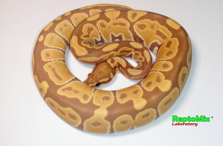 Королевский питон Python regius Ultramel