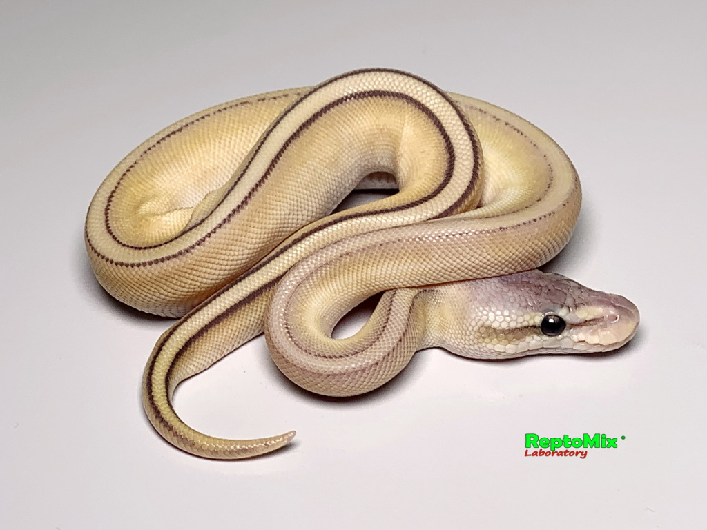 Королевский питон Python regius Super Pastel, Butter, Genetic Stripe