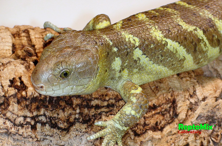 Гигантский цепкохвостый сцинк Corucia zebrata (Malaita)