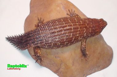 Австралийские колючехвостый сцинк Egernia stokesii zellingi