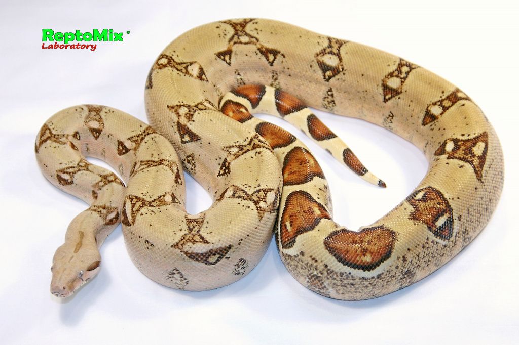 Императорский удав Boa constrictor imperator Blond albino T+ (White clean line)