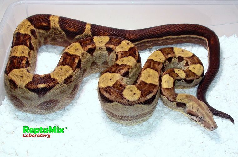 Императорский удав Motley (Colombian) Blond albino (Max Caramel albino T+) 