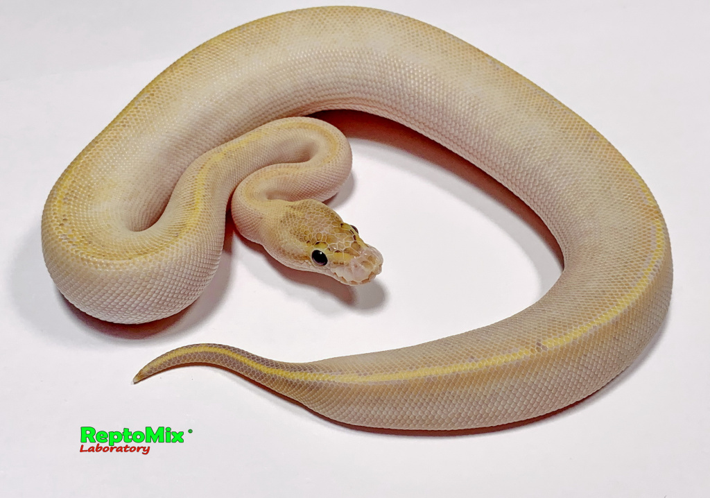 Королевский питон Python regius Ivori (Super Yellow Belly)