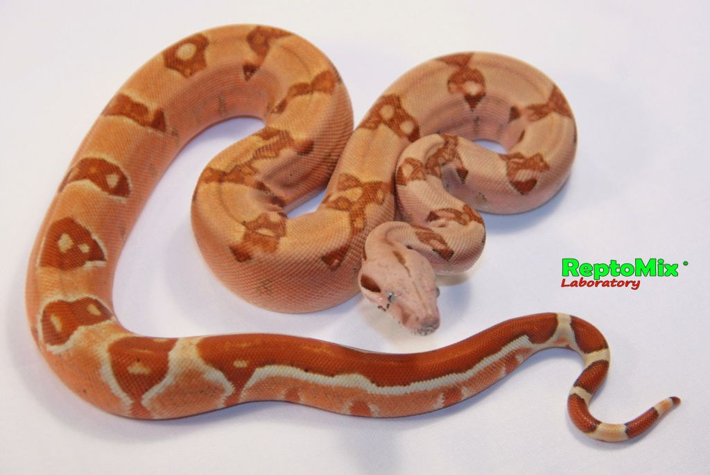 Императорский удав Boa constrictor imperator  Sunglow Pink Blond albino (Max Caramel albino T+), Striped tail (Zig zag) 