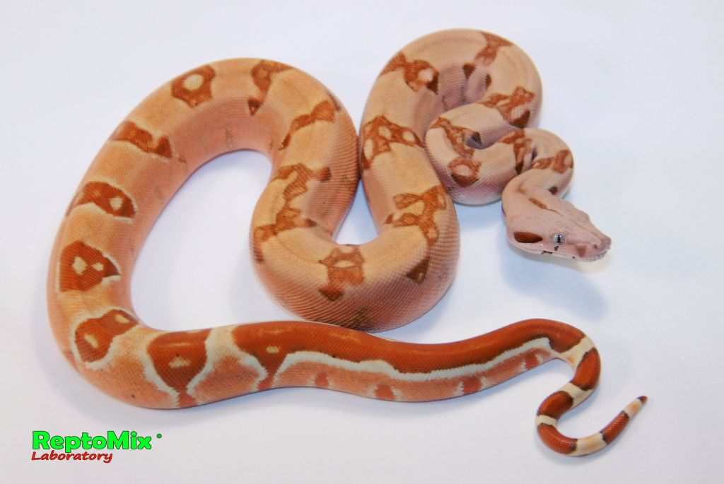 Императорский удав Boa constrictor imperator  Sunglow Pink Blond albino (Max Caramel albino T+), Striped tail (Zig zag) 