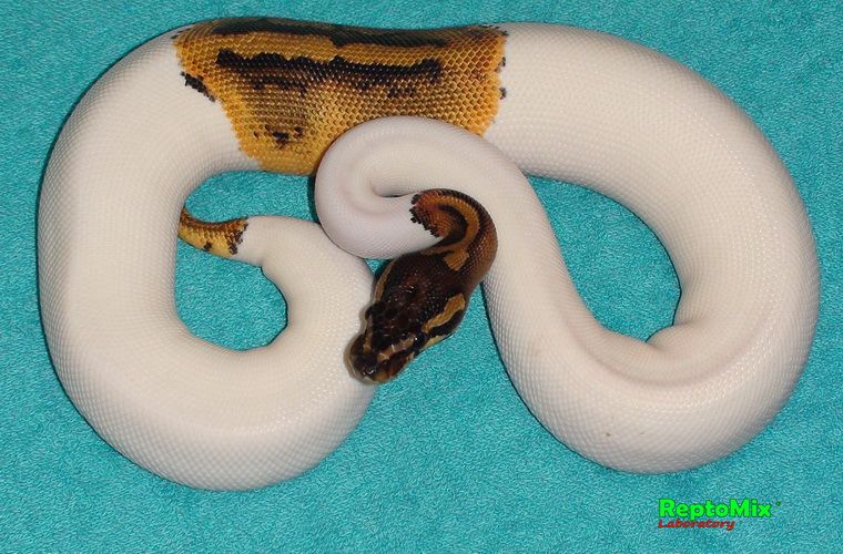Королевский питон Python regius  Piebald Pastel