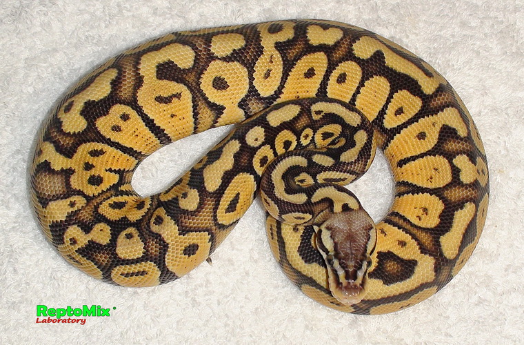 Королевский питон  Python regius Pastel Jungle 