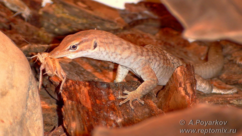 Черногорловый варан Шлегеля Varanus tristis tristis
