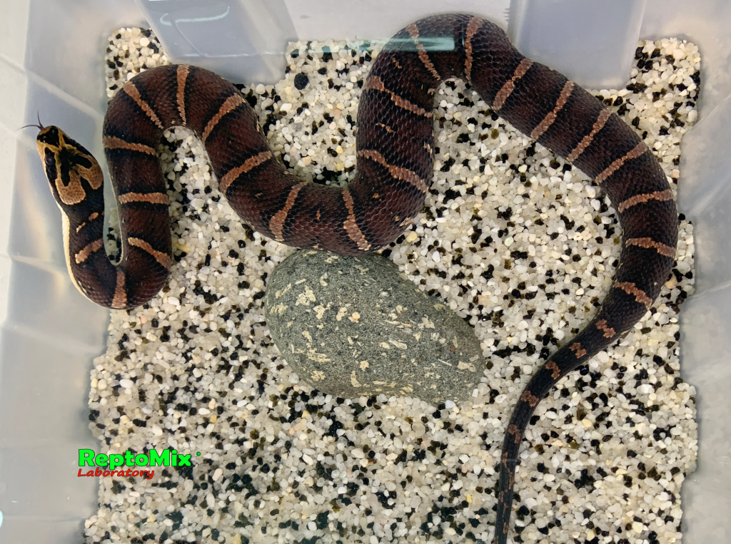 Удавовидный водяной уж или масковая змея   Homalopsis buccata