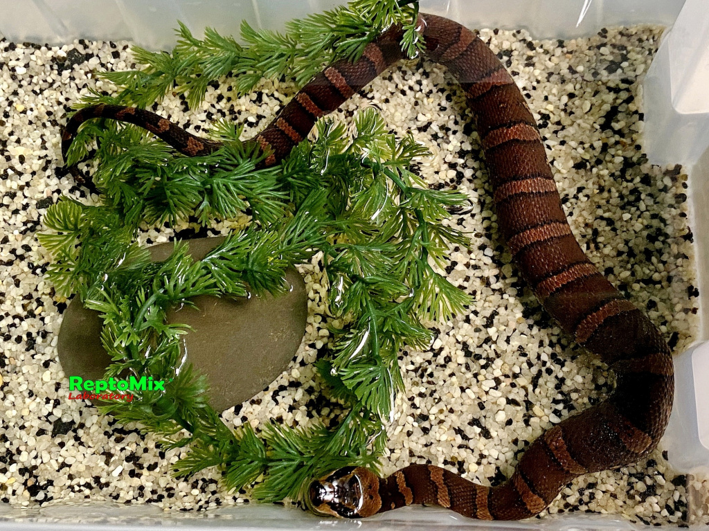 Удавовидный водяной уж или масковая змея   Homalopsis buccata