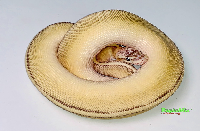 Королевский питон Python regius Super Pastel, Butter, Genetic Stripe