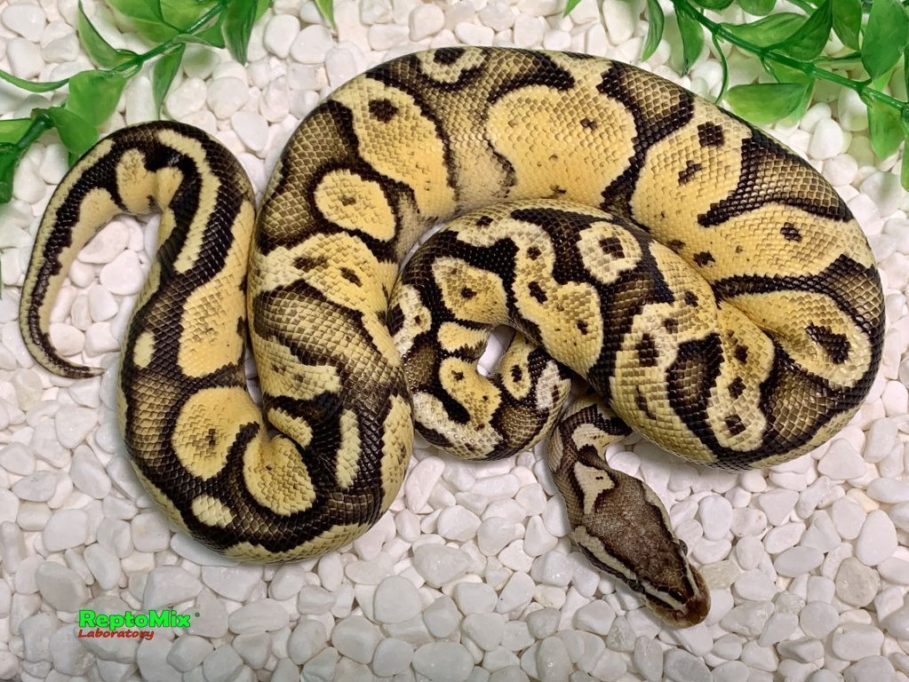 Королевский питон Super pastel, Axanthic (VPI),100% Het.Albino