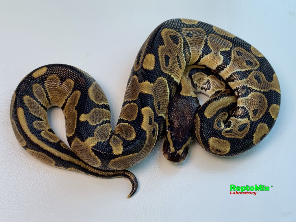 Королевский питон Het.Piebald, Het.Ultramel