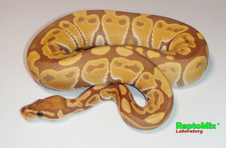 Королевский питон Python regius Ultramel