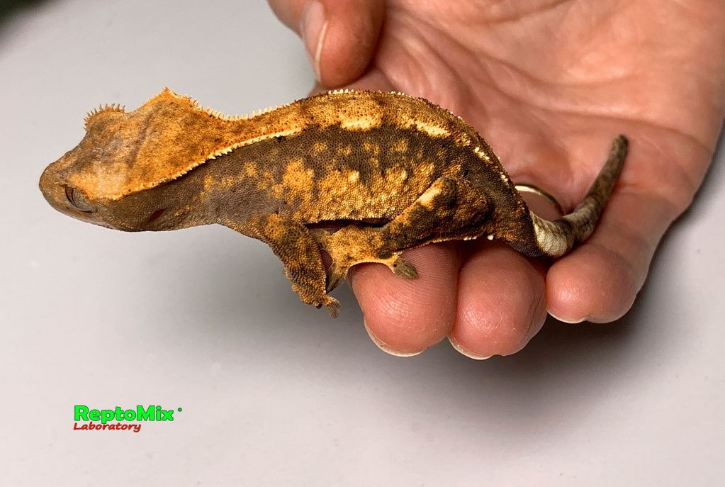 Реснитчатый новокаледонский геккон-бананоед Correlophus (Rhacodactylus) ciliatus (Harlequin Dalmatian; Extreme Harlequin Partail Pinstripe; Harlequin, Poss.Dalmatian, Poss.Extreme Harlequin,Poss.Flame; Dalmatian  )