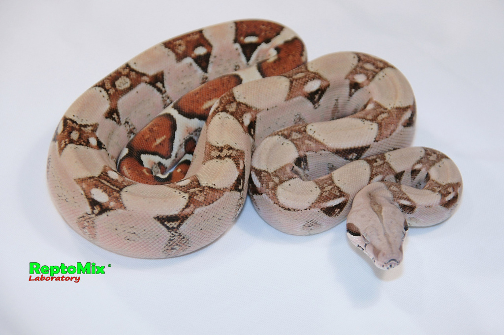 Императорский удав Boa constrictor imperator Pink line  Blond albino (Max Caramel albino T+)