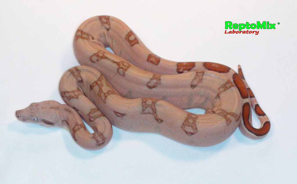 Императорский удав Pink (poss.Super Pink), Blond albino T+ (White clean line), Striped tail