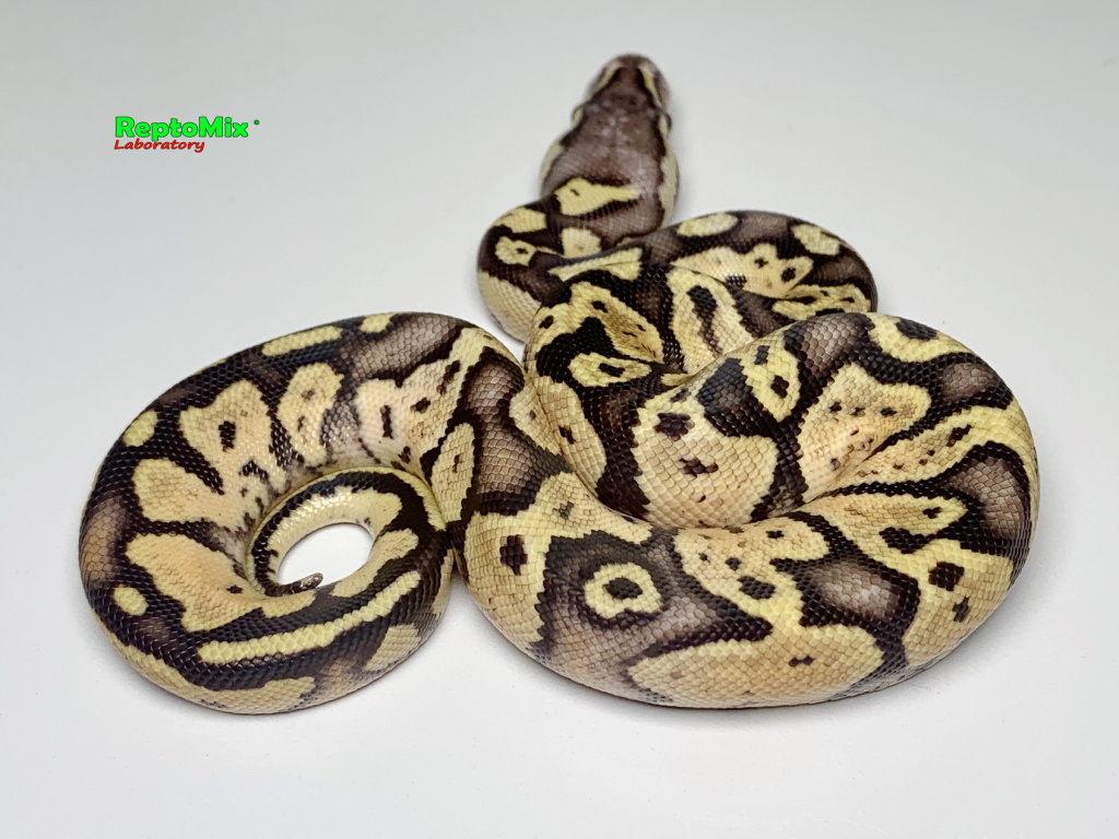 Королевский питон Super pastel, Axanthic (VPI),100% Het.Albino