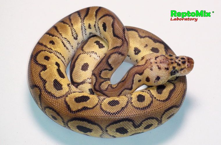 Королевский питон Python regius Pastel Clown