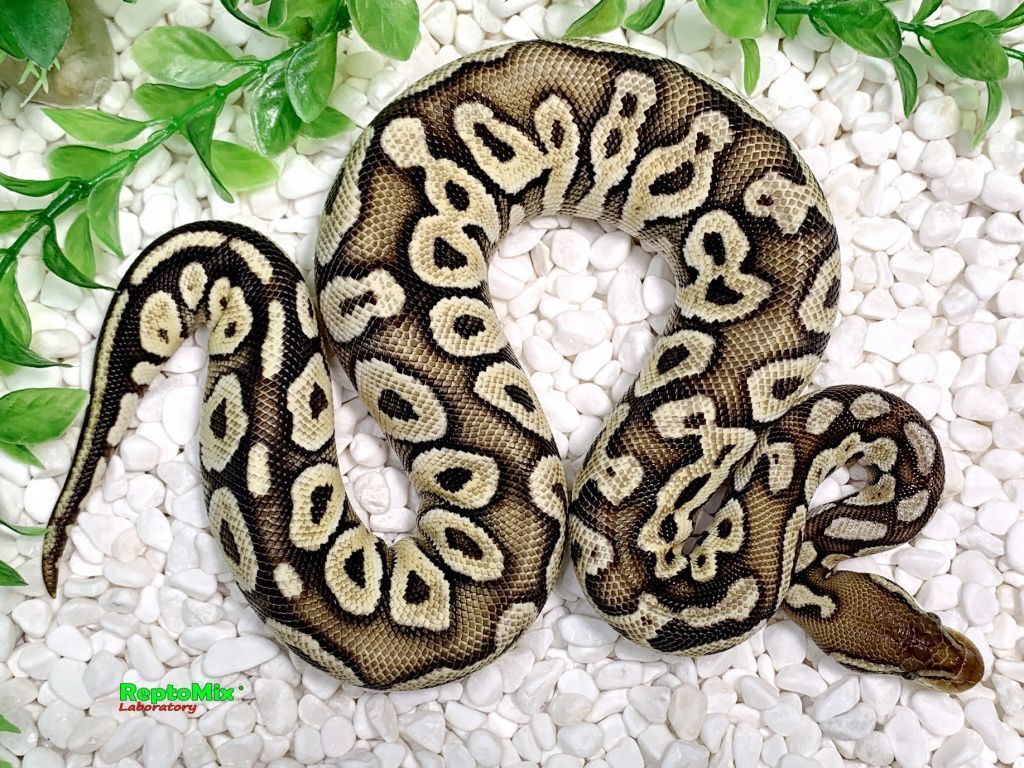 Королевский питон Super pastel, Axanthic (VPI),100% Het.Albino