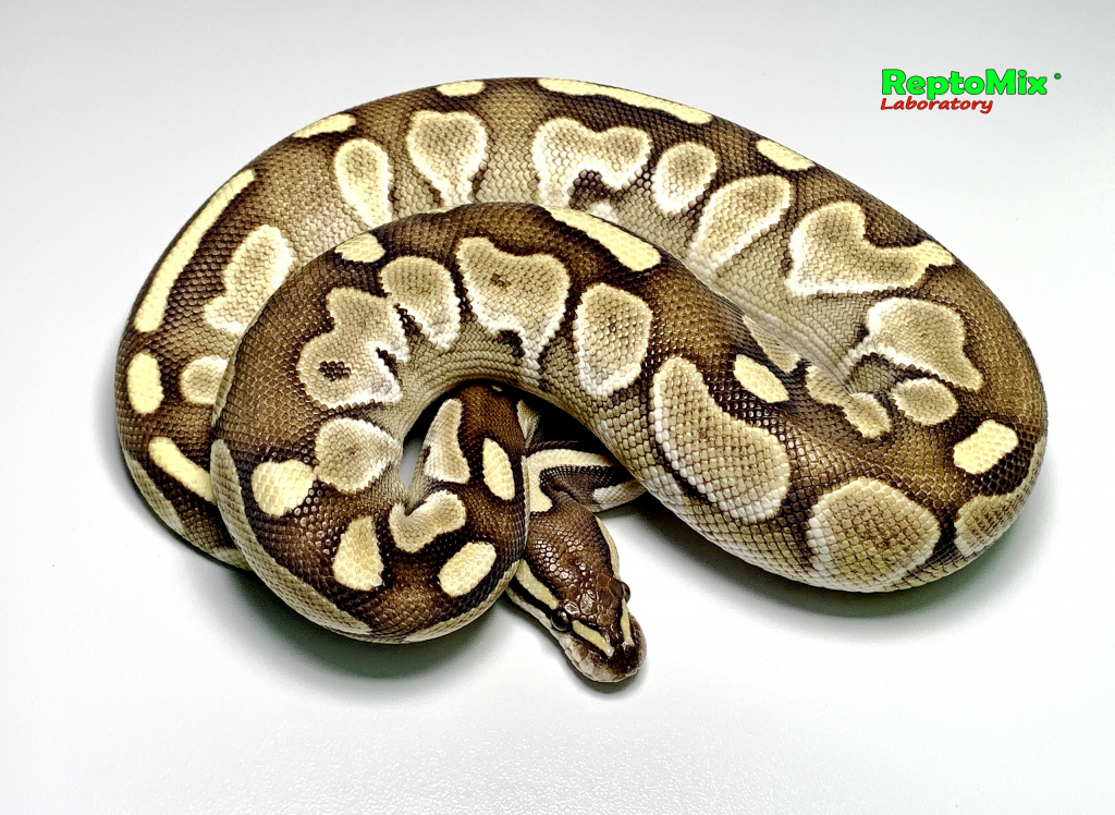 Королевский питон Python regius  Lesser
