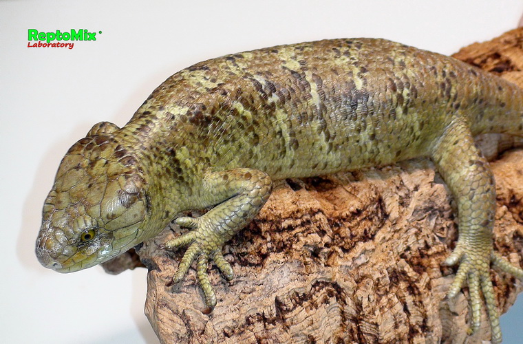 Гигантский цепкохвостый сцинк Corucia zebrata (Guadalcanal)