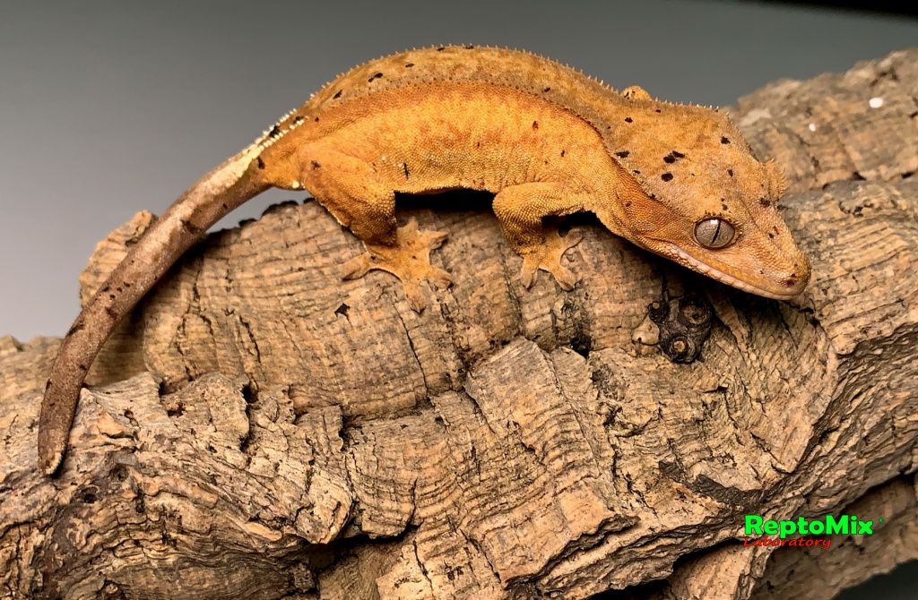 Реснитчатый новокаледонский геккон-бананоед Correlophus (Rhacodactylus) ciliatus (Harlequin Dalmatian; Extreme Harlequin Partail Pinstripe; Harlequin, Poss.Dalmatian, Poss.Extreme Harlequin,Poss.Flame; Dalmatian  )