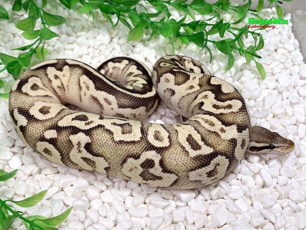 Королевский питон Super pastel, Axanthic (VPI),100% Het.Albino