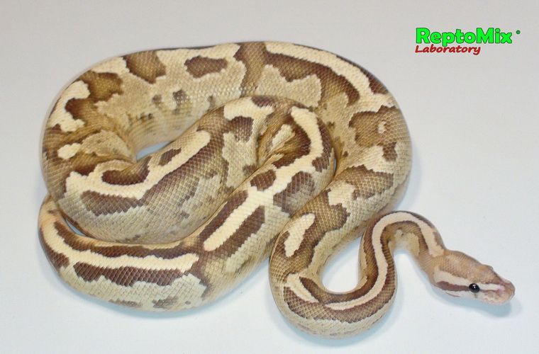 Королевский питон Python regius Disco Inferno (Disco,Fire)