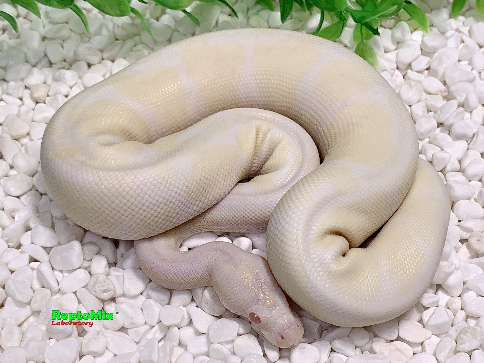 Королевский питон Python regius Snow (Albino Axanthic VPI) 