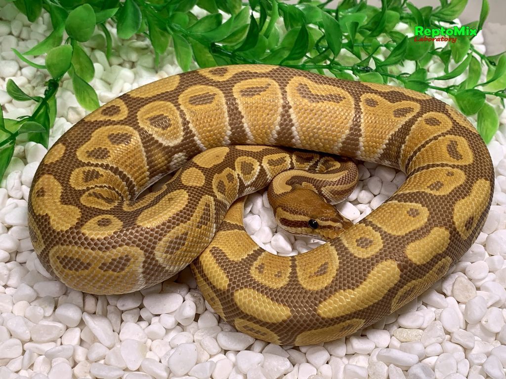 Королевский питон Python regius Ultramel