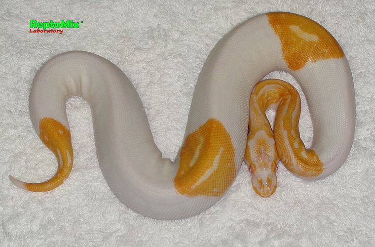 Королевский питон  Python regius Albino Piebald 