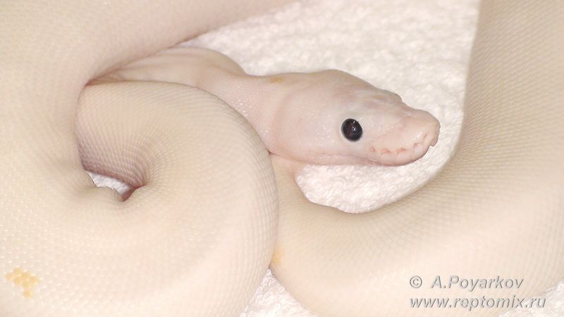 Королевский питон Python regius Super Fire (Black Eyed Leucistic)