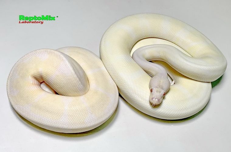 Королевский питон Python regius Snow (Albino Axanthic VPI) 