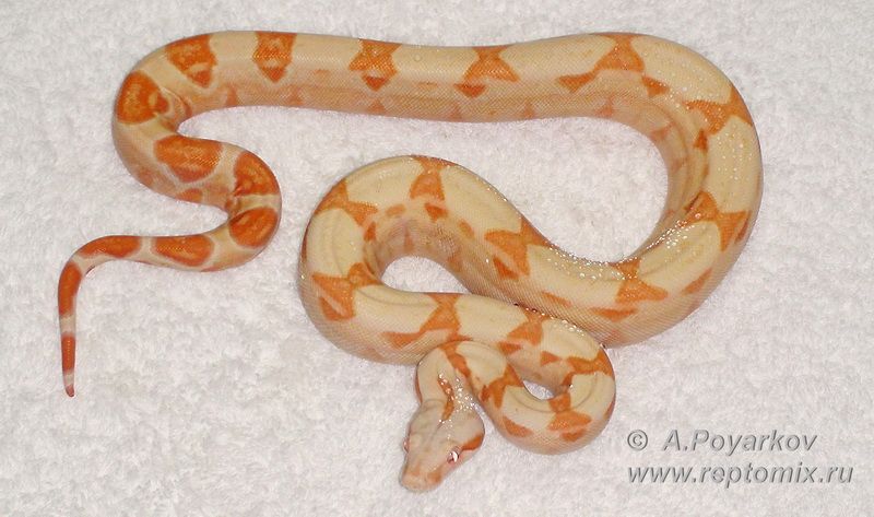 Императорский удав Сангло Альбино, Корал, линии Кахл возможно Арабески  Boa constrictor imperator Sunglow (Kahl, Lipstick line ), Coral,poss.Arabesque