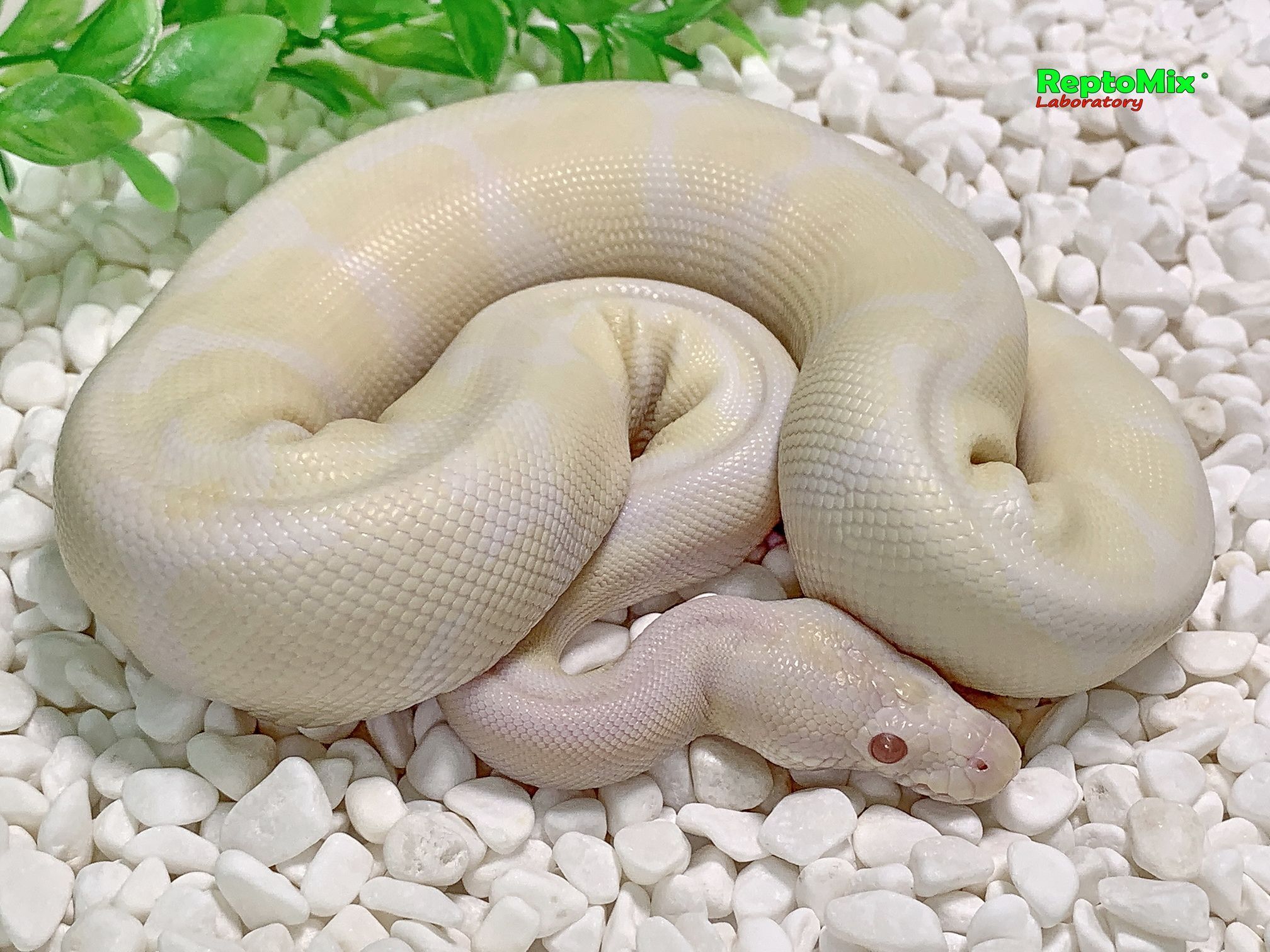 Королевский питон Python regius Snow (Albino Axanthic VPI) 