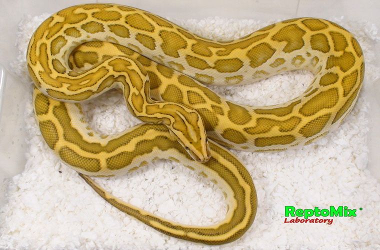 Тёмный тигровый питон Python molurus bivittatus Genetic dwarf, Hypo (100% Het.Ivory-Platinum), Het. Albino, Poss. Het. Granit