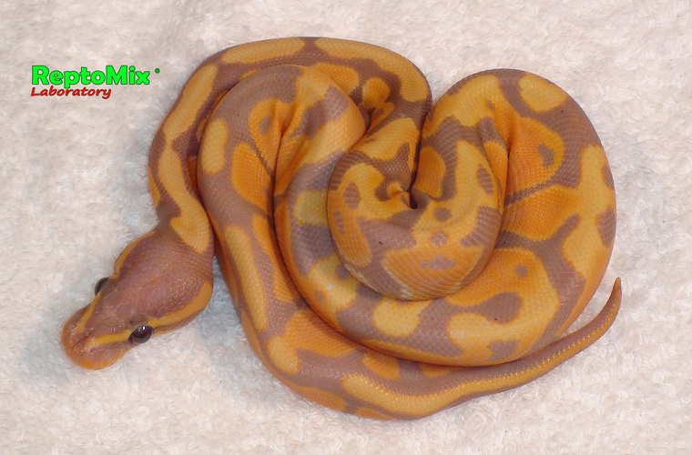 Королевский питон Python regius  Banana "Mandarin"