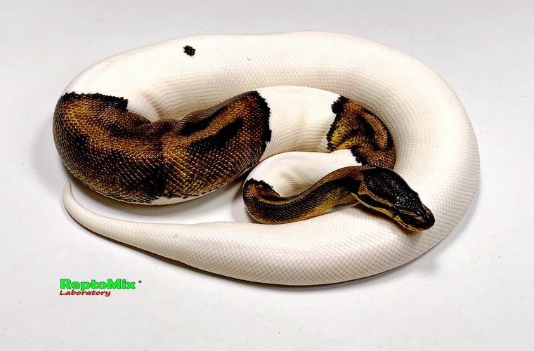 Королевский питон Python regius Piebald Mojave