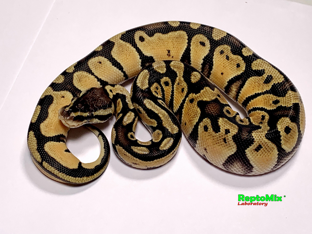 Королевский питон Python regius Orange Dream Pastel