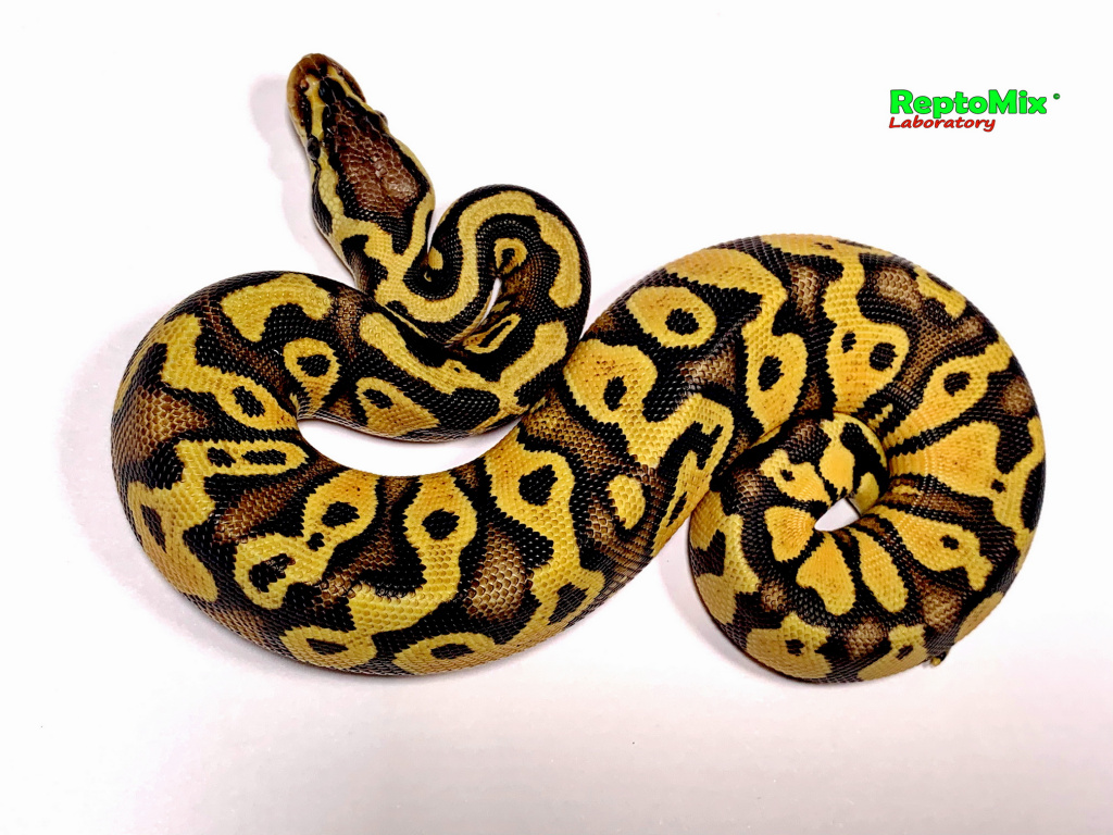 Королевский питон Python regius Pastel Enchi