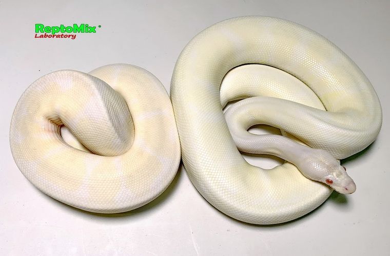 Королевский питон Python regius Snow (Albino Axanthic VPI) 