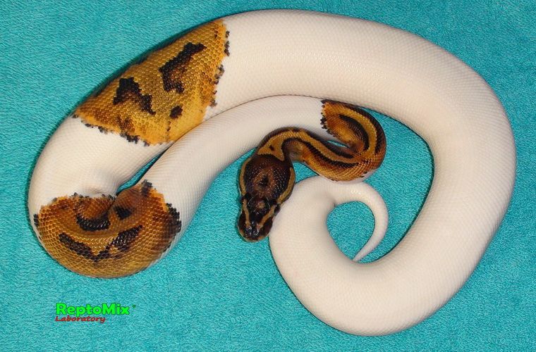 Королевский питон Python regius  Piebald Pastel