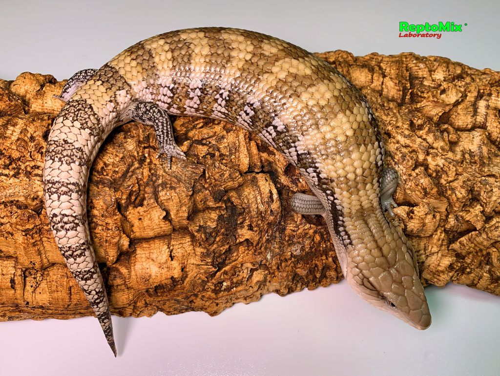 Северно Австралийский синеязыкий сцинк Tiliqua scincoides intermedia