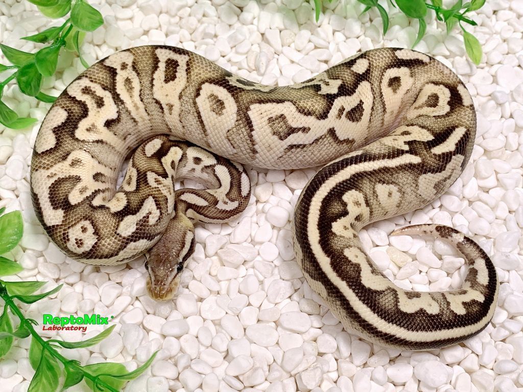 Королевский питон Super pastel, Axanthic (VPI),100% Het.Albino