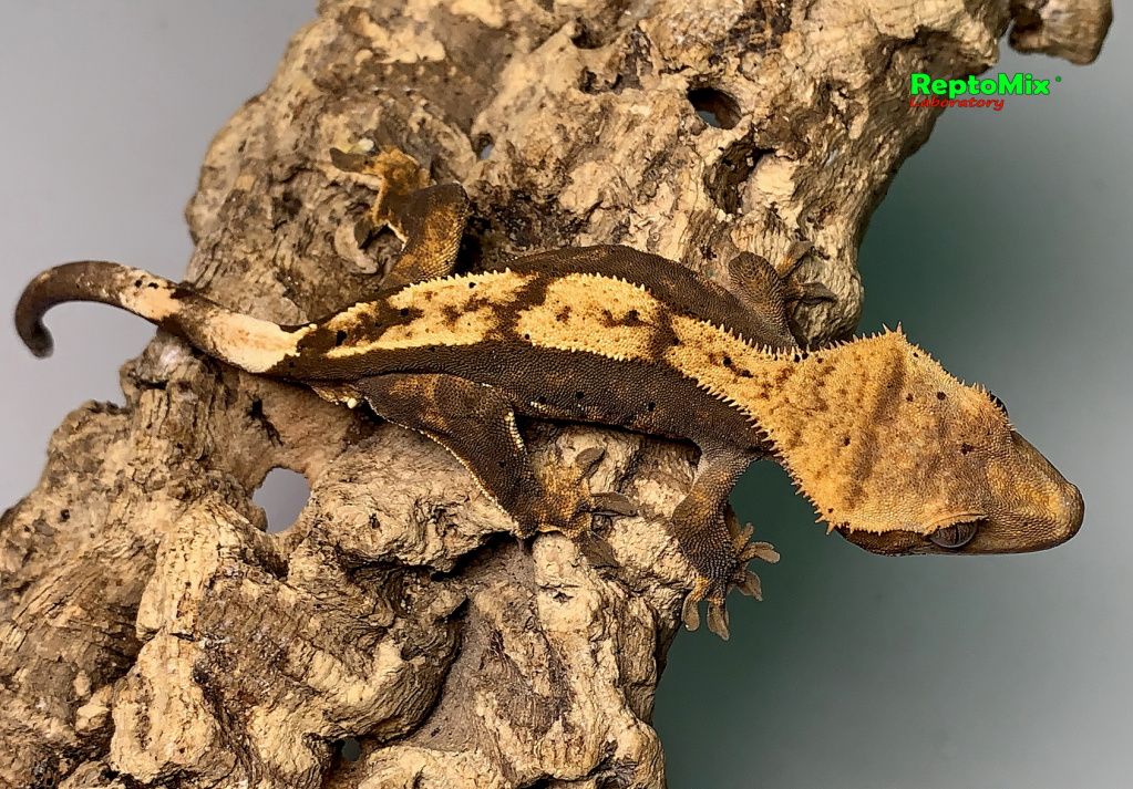 Реснитчатый новокаледонский геккон-бананоед Correlophus (Rhacodactylus) ciliatus (Harlequin Dalmatian; Extreme Harlequin Partail Pinstripe; Harlequin, Poss.Dalmatian, Poss.Extreme Harlequin,Poss.Flame; Dalmatian  )