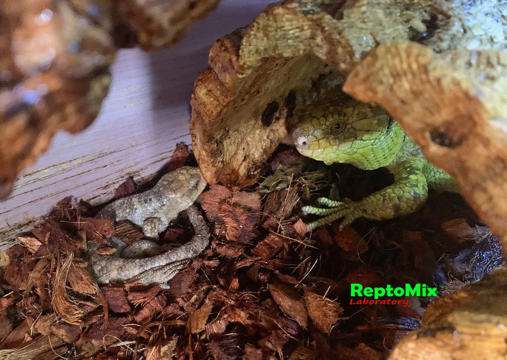 Гигантский цепкохвостый сцинк Corucia zebrata (Guadalcanal)