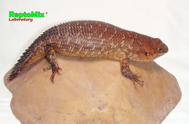 Австралийские колючехвостый сцинк Egernia stokesii zellingi