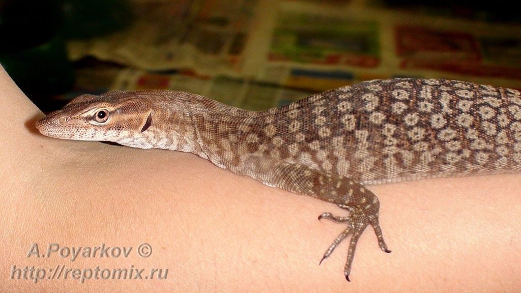 Черногорловый варан Шлегеля Varanus tristis tristis